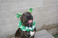 daycare pic 123 - kingston st pattys day